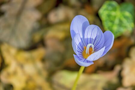 spring crocus flowers