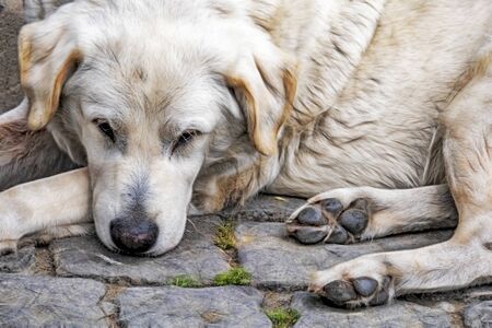 cute friend dogs in nature.