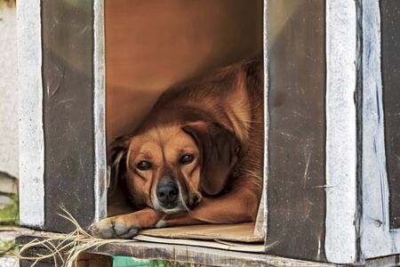 cute friend dogs in nature.の写真素材
