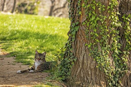 cute friends cats in natureの写真素材