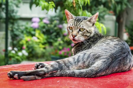 cute friends cats in natureの写真素材