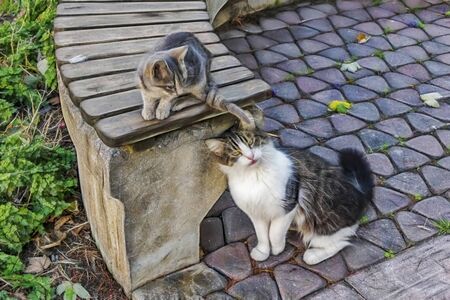 cute friends cats in nature