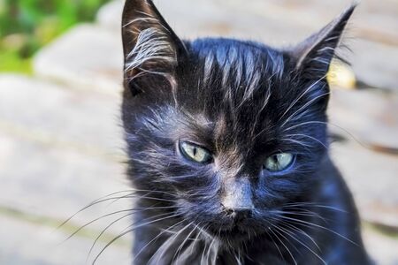 cute friends cats in natureの写真素材