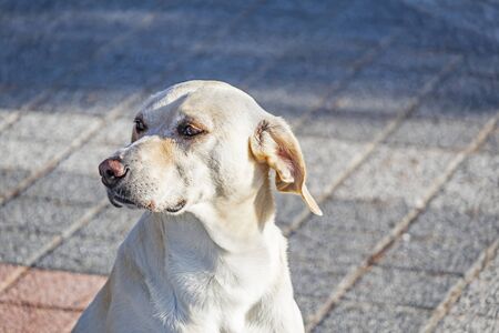 cute friend dogs in nature.の写真素材