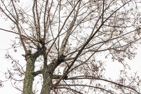 winter trees and cloudy weather