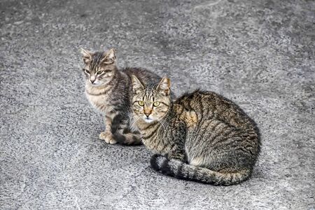 Cats are small mammals which most commonly refers to the domestic catの写真素材