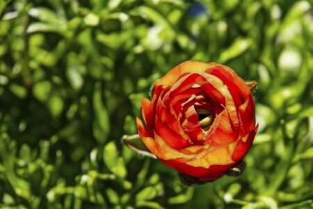 close up persian buttercup flower and green leaves in nature