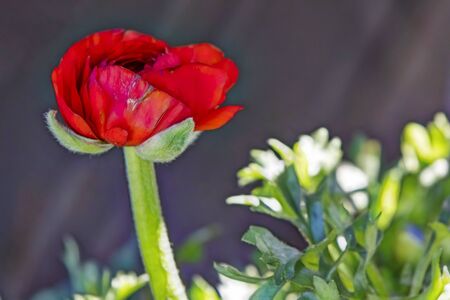close up persian buttercup flower and green leaves in nature
