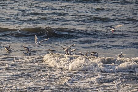 seagulls and waves at the sea side