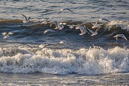 seagulls and waves at the sea sideの写真素材