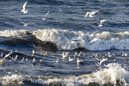 seagulls and waves at the sea side
