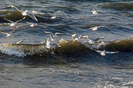 seagulls and waves at the sea side