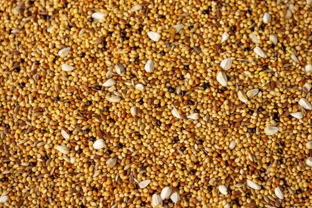 close up pouring birdseed for domestic birdsの写真素材