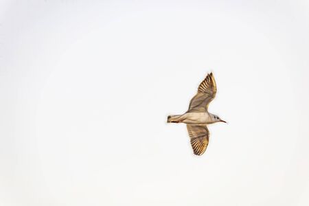 seagull flying in the blue skyの写真素材