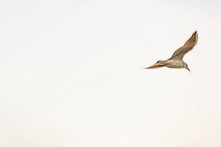seagull flying in the blue sky