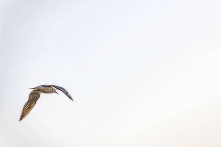 seagull flying in the blue skyの写真素材