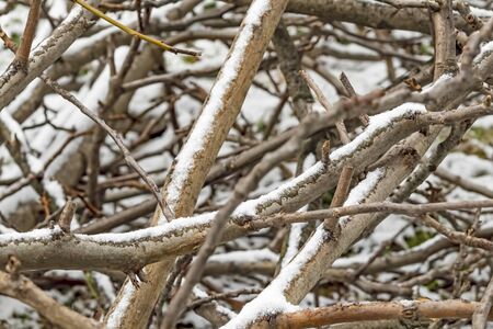 snowflakes on tree branches in nature