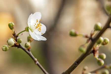 spring is coming.close up cherry plum flowers on tree branches in nature.