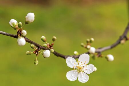 spring is coming.close up cherry plum flowers on tree branches in nature.の写真素材
