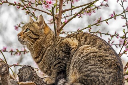 spring flowers and cat on tree branch in natureの写真素材