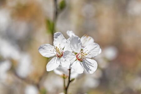 spring flowers on tree branches in natureの写真素材