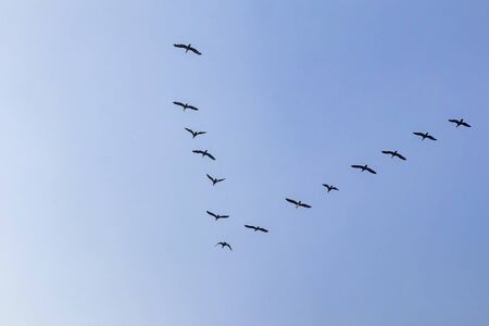 birds in flight in natureのイラスト素材