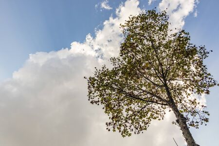 tree silhouette isolated on white
