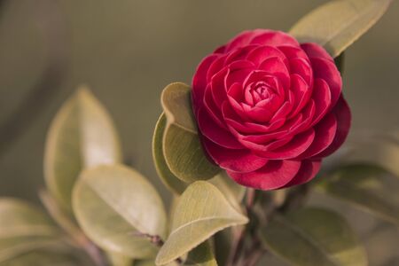 red rose vector illustrationのイラスト素材