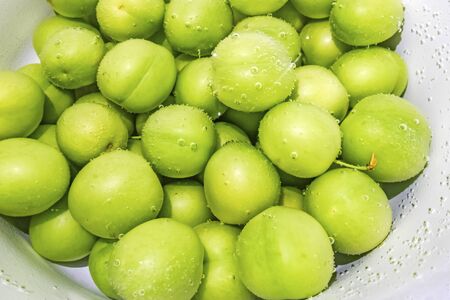 washed green plums in waterの写真素材
