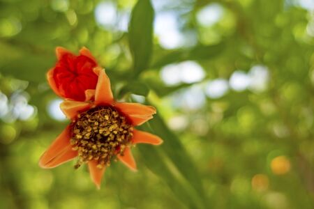 close up pomegranate tree and flowers with green leaves in natureの写真素材