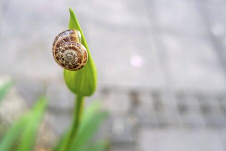 snail on a leaf in natureの写真素材