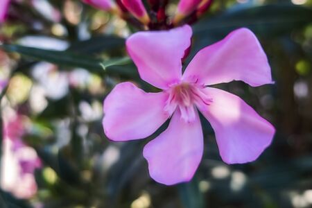 oleander plant and flowers in nature