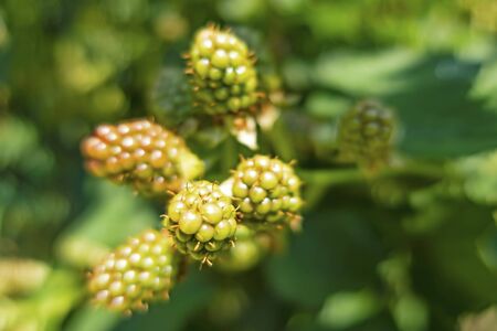 wild blackberry blossom and raw fruits in green nature