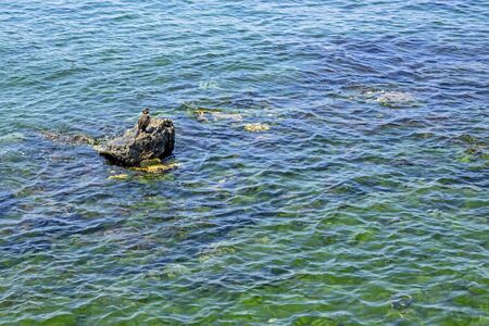 seaside cliffs and seaweedsの写真素材