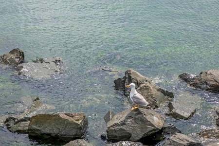 seagull on the rocks at the seaの写真素材
