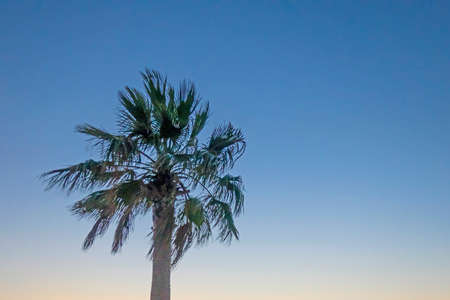 palm tree with green leaves in summer seasonの写真素材