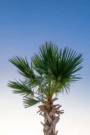 palm tree with green leaves in summer seasonの写真素材