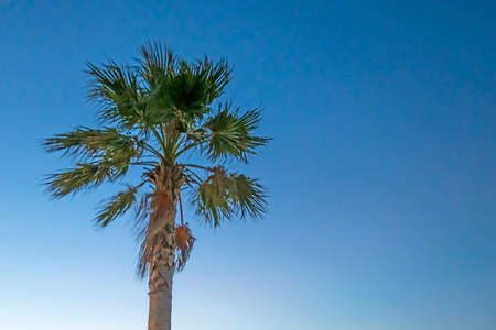 palm tree with green leaves in summer seasonの写真素材