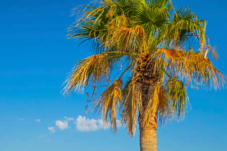 palm tree with green leaves in summer seasonの写真素材