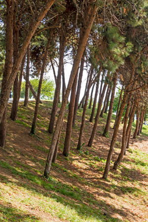 the most basic oxygen source treesの写真素材