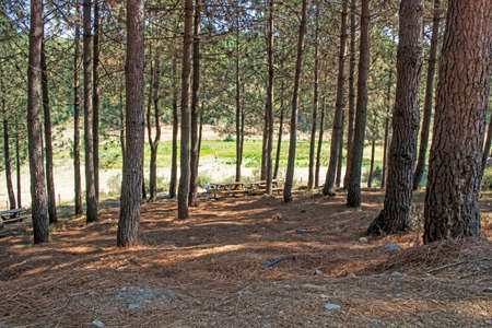 the most basic oxygen source trees
