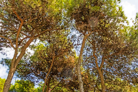 the most basic oxygen source trees
