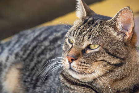 Our pet cute friends cats in natureの写真素材