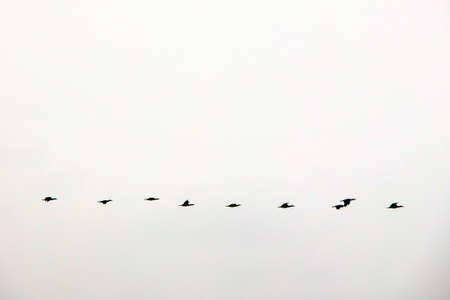 migratory birds in the sky