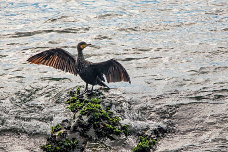 cormorant on cliffs in the seaの写真素材
