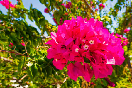 close up clorful flowers in the garden in nature
