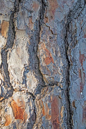 close up bark of a tree in nature