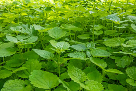 close up green leaves background in nature