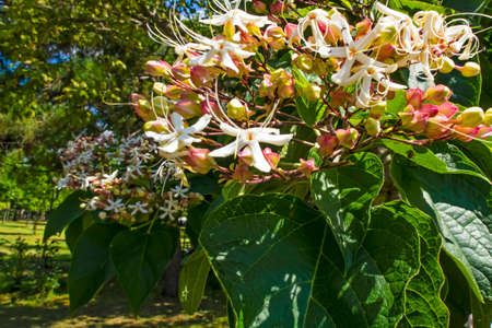 close up clorful flowers in the garden in nature