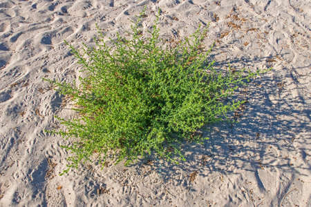 weeds in the sand at the beach